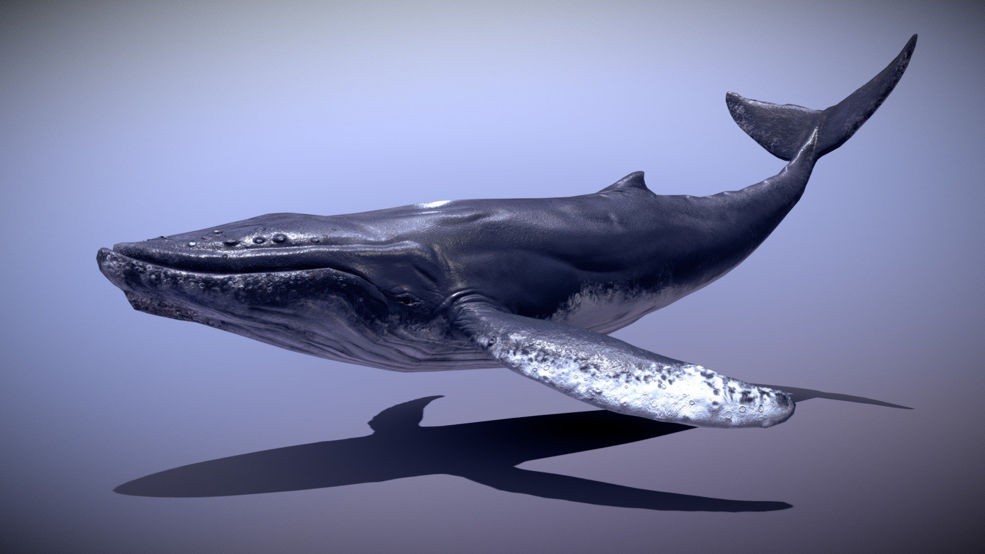 The Humpback whale 3d was made in blender 2.9 and painted in substance painter , is subdivison ready and have a clean topology , without subdivision it haves 5105 verts and with it, it haves 18262 verts , It is fully rigged with basic bones , it have a total of 7 animations : idle , swim1 ,swim 2 ,jump for left, right and straight and a mouth open one.

The texture have two variants one with dirty jaw spots and the other without it, comes with 4k, 2k and 1k textures for both variants : diffuse , normal , roughness (dry and wet)  ,height/displacement and AO maps  , baked normal map from a high poly model and place it in the low poly model , uv wrapped it manually .

Eyes and tongue , all is in one texture except for the barbs .

Comes with blend file and the textures attached in rar.

I did a remodel of this model go check it!
https://sketchfab.com/3d-models/humpback-whale-2a72200995344602a4daab15e8872766 - Humpback Whale Old - Buy Royalty Free 3D model by GoldenZtuff (@dhjwdwd) 3d model