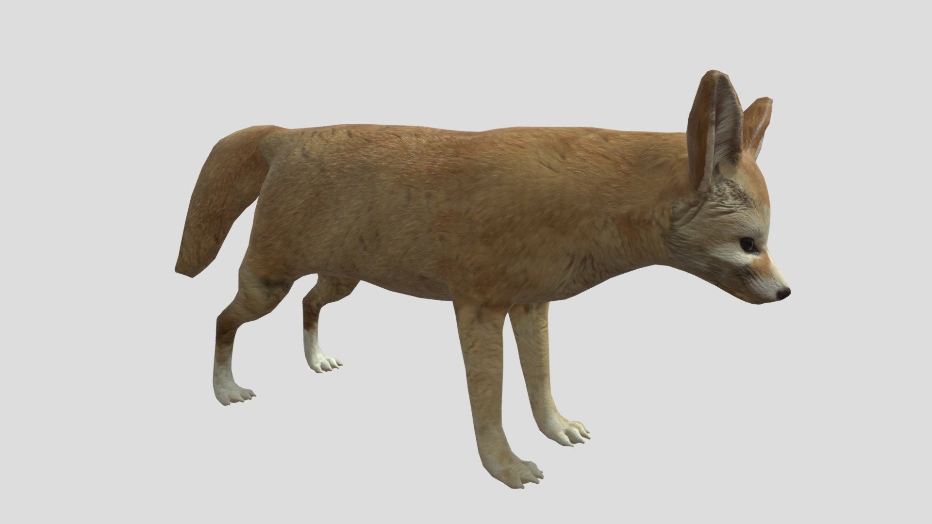 Digital 3d model of Fennec fox. .

The product includes:

-All textures and materials are mapped in every format.

-Textures JPEG- color,normal,specular and roughness maps.

-Texture size 4096 x 4096 pxls.

-No special plugin needed to open scene 3d model