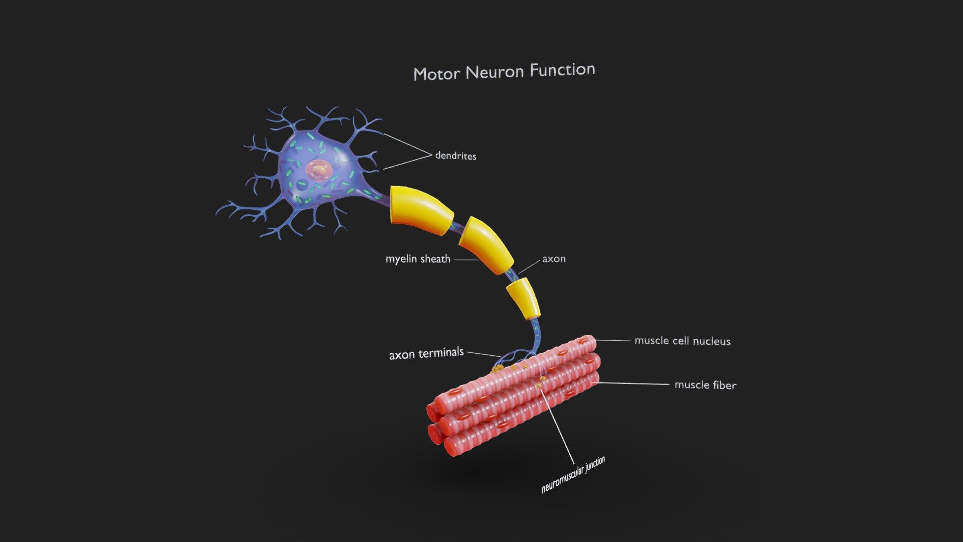 Motor Neuron Function

Motor neurons transmit signals from the central nervous system to muscles, enabling voluntary movements and controlling various bodily functions. Dysfunction of motor neurons can lead to conditions like ALS (amyotrophic lateral sclerosis) or spinal muscular atrophy.




Format: FBX, OBJ, MTL, STL, glb, glTF, Blender v4.0.0

Optimized UVs

PBR Textures | 1024x1024 - 2048x2048 - 4096x4096 | (1K, 2K, 4K - Jpeg, Png)

Base Color (Albedo)

Normal Map

AO Map

Metallic Map

Roughness Map

Height Map

Opacity Map
 - Motor Neuron Function - Buy Royalty Free 3D model by Nima (@h3ydari96) 3d model