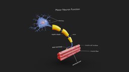 Motor Neuron Function