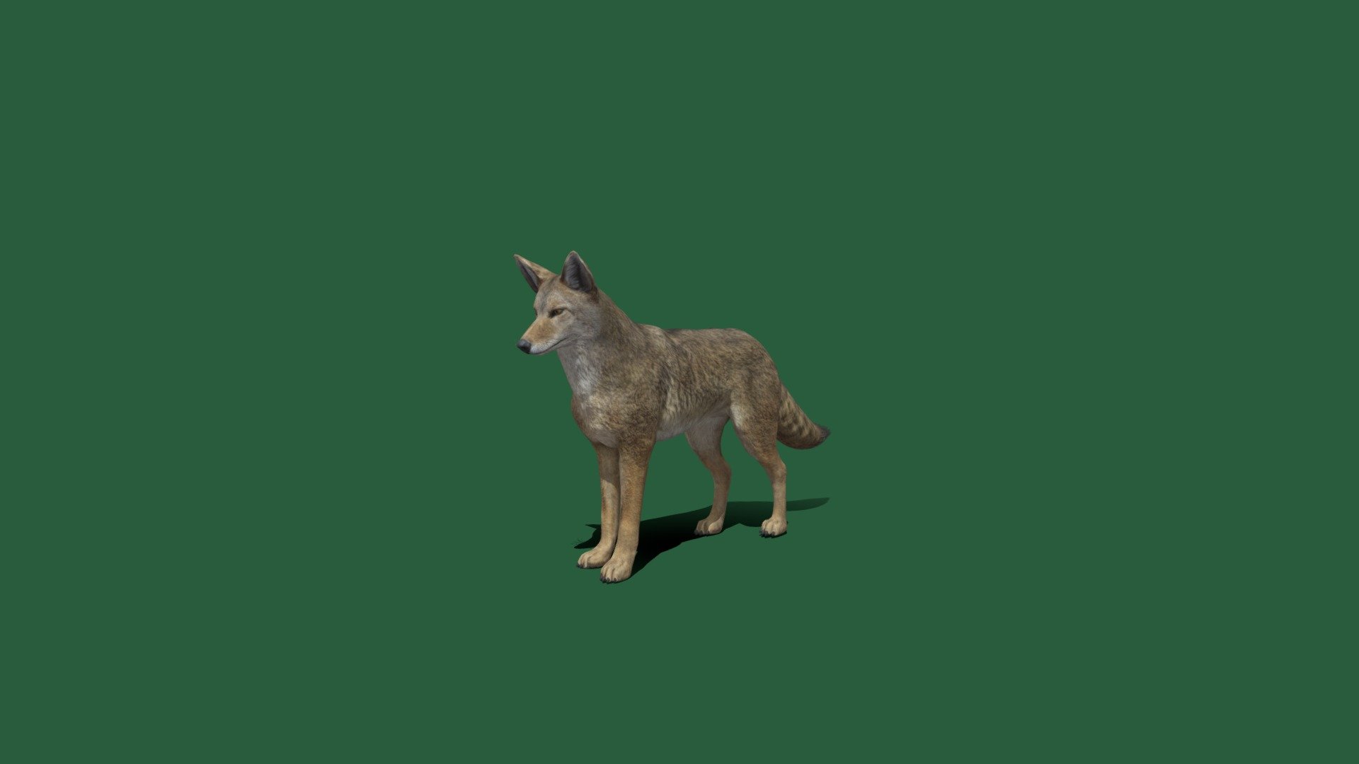 Non-Commercial Pls your donation help me alot 

GameReady Version pls contact me 

The coyote is a species of canine native to North America. It is smaller than its close relative, the wolf, and slightly smaller than the closely related eastern wolf and red wolf. It fills much of the same ecological niche as the golden jackal does in Eurasia. Wikipedia - Coyote(Non-Commercial) - 3D model by Nyilonelycompany 3d model
