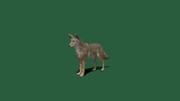 Coyote(Non-Commercial) dog, coyote, canine, cool, creature, animal, nyi, nyilonelycompany