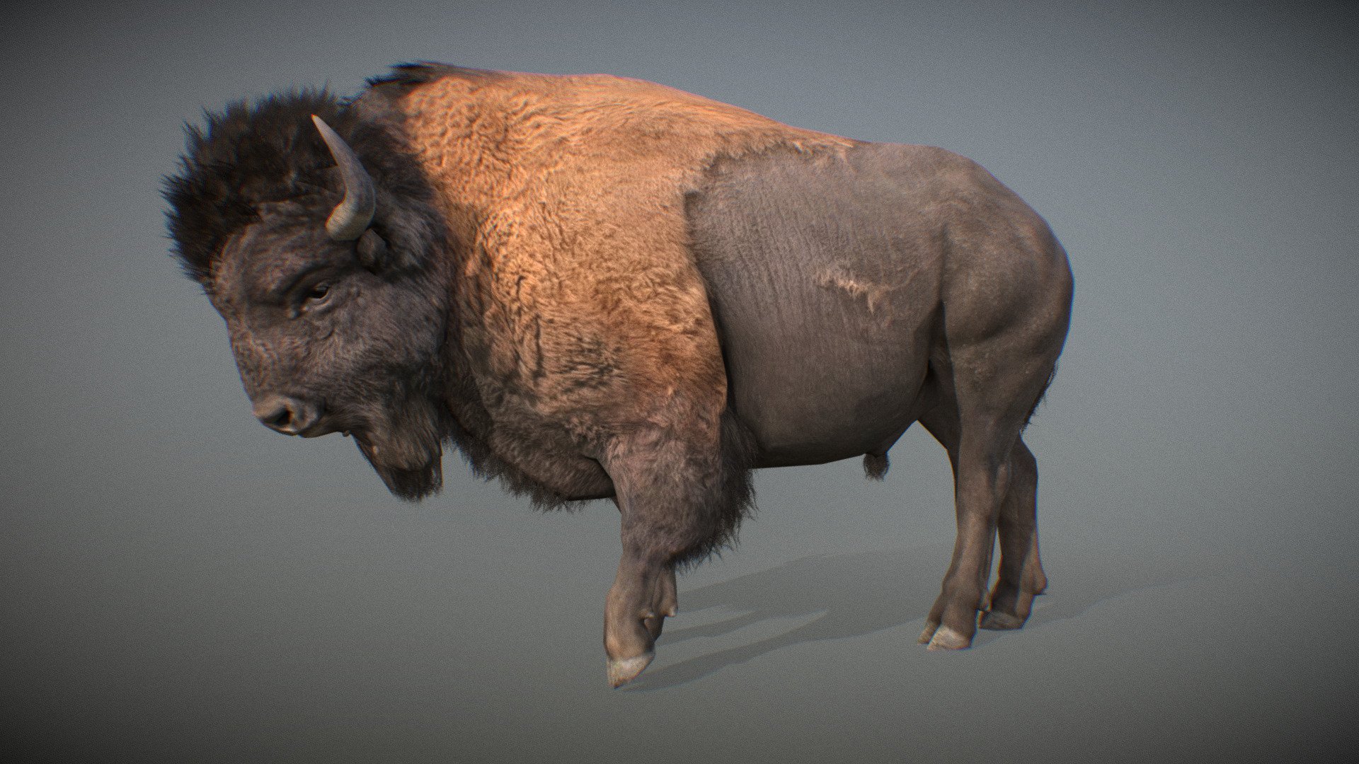Animated realistic male American Bison with bone mesh, 69 animations authored at 60fps and 4k textures (8K PRO version).

Note: Preview uses lower-res mesh (LOD1), 1K textures and only a few of the full set animations.

 PRO version available (UE + Unity + 3dsmax animation files + 8K textures)

Get our animal in full detail, 4K textures and check the full list of animations.

Features:


male American Bison model
bone mesh
Animations authored at 60 fps
All animations available with and without the root motion
uncompressed 4K Textures
3ds Max and Maya animation rig
LODs
 - Animalia - American Bison (male) - 3D model by GiM (@GamesInMotion) 3d model