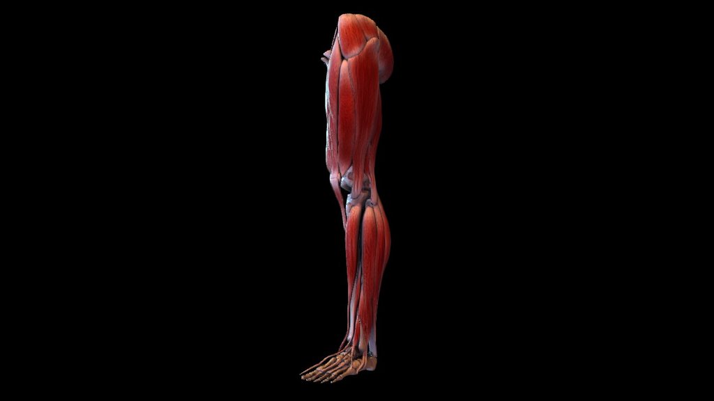 Leg With Muscles - 3D model by Gaia Tech (@gaiatech) 3d model