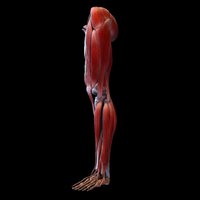 Leg With Muscles anatomy, biology