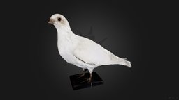 Голубь римский белый | Dove Roman white bird, birds, museum, orientology, dove-roman-white