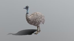 Emu_Game_Ready sleep, australia, vr, eat, run, rest, alert, die, emu, idle, animal, walk, gameready