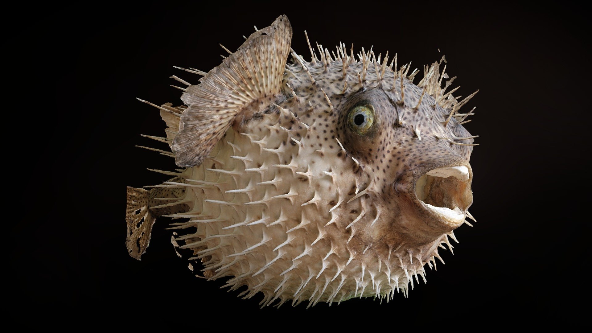**3D scan data (point cloud) provided as is. Use the inspector / model info to find out more before you buy.
**

Scanned at the Bournemouth Natural Science Society.

&ldquo;Porcupinefish are fish belonging to the family Diodontidae (order Tetraodontiformes), also commonly called blowfish and, sometimes, balloonfish and globefish. [&hellip;] Porcupinefish are medium- to large-sized fish, and are found in shallow temperate and tropical seas worldwide. [&hellip;]
Porcupinefish have the ability to inflate their bodies by swallowing water or air, thereby becoming rounder. This increase in size (almost double vertically) reduces the range of potential predators to those with much bigger mouths. A second defense mechanism is provided by the sharp spines, which radiate outwards when the fish is inflated.