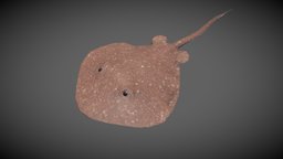 Stingray 3d low poly model and animation