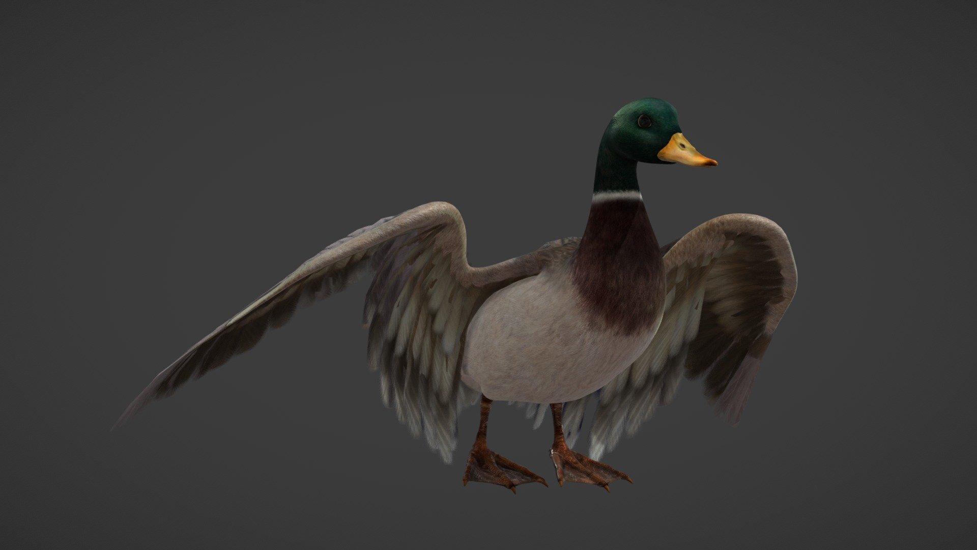 bird - Buy Royalty Free 3D model by gohean33 3d model