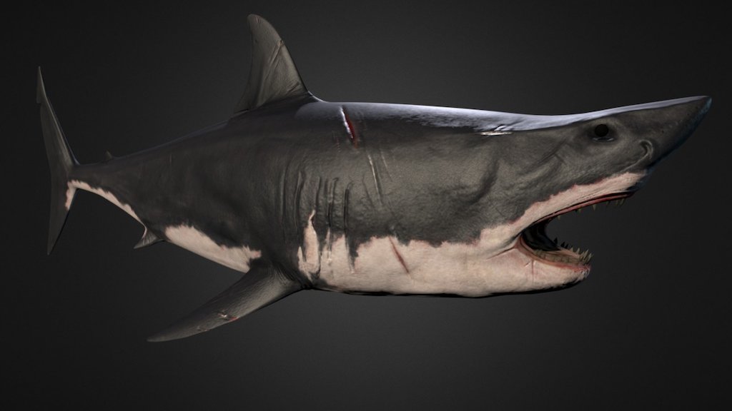 3D Model of a shark. 10k Tris. Quixel, Max, Mudbox - Shark - 3D model by AdamCoxSketchfab 3d model