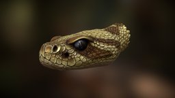 RattleSnake Bust snake, reptile, animal, handpainted-lowpoly
