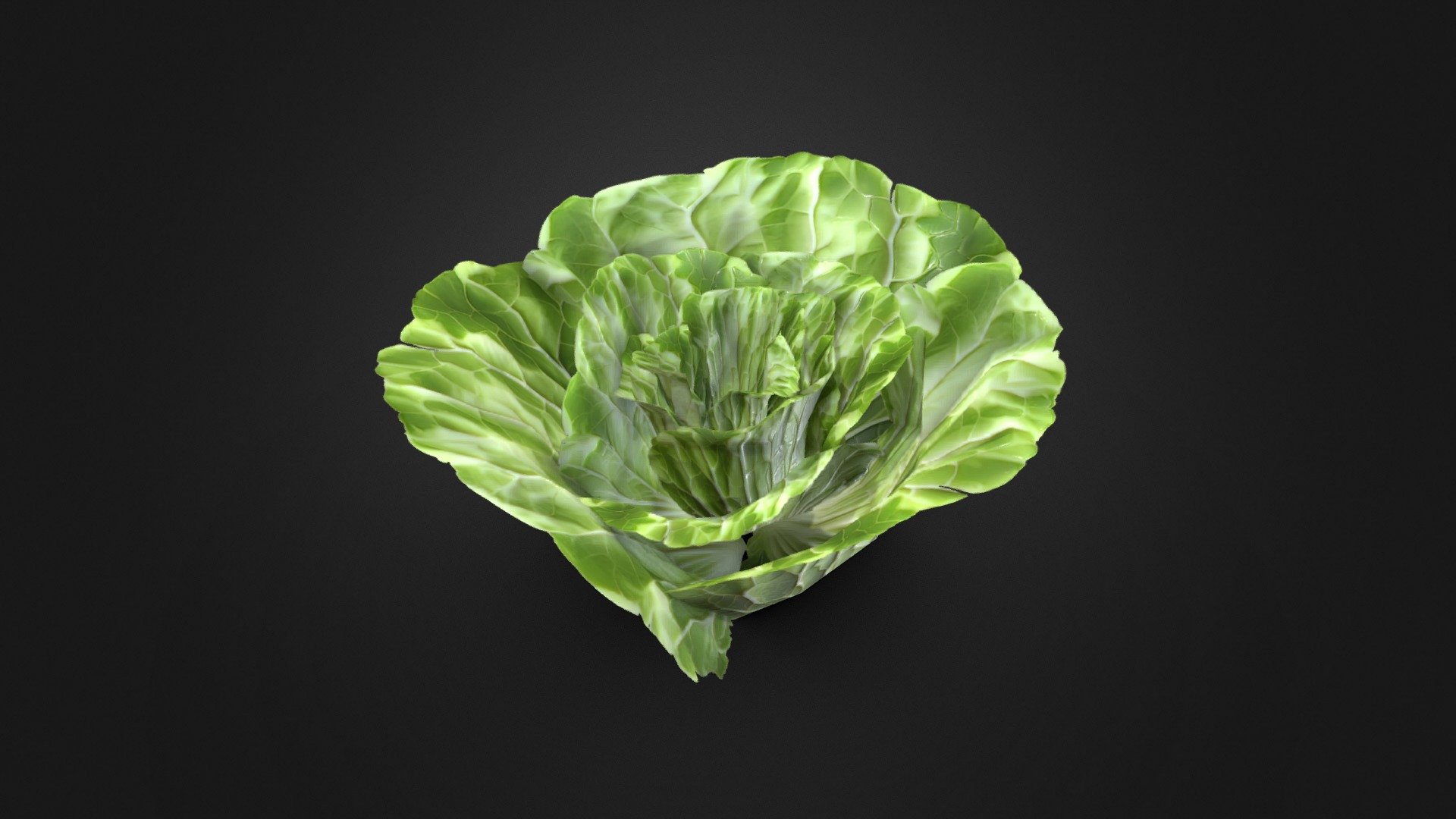 Green lettuce 3d model. UV unwrapped 3d model
