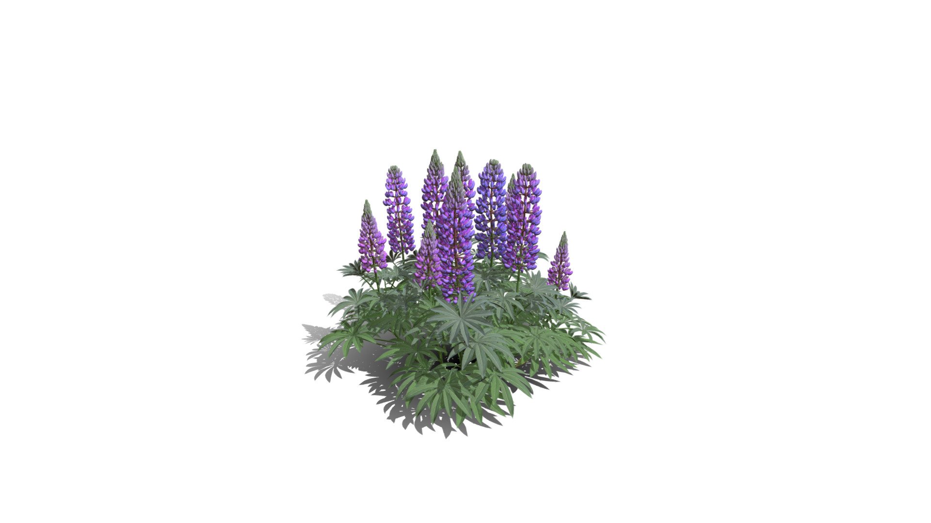 Model specs:





Species Latin name: Lupinus polyphyllus




Species Common name: Large-leaved lupine




Preset name: Short big group




Maturity stage: Adult




Health stage: Thriving




Season stage: Spring




Leaves count: 3855




Height: 0.7 meters




LODs included: Yes




Mesh type: static




Vertex colors: (R) Material blending, (A) Ambient occlusion



Better used for Hi Poly workflows!

Species description:





Region: North America




Biomes: Grassland




Climatic Zones: Cold temperate,Warm temperate




Plant type: Perennial



This PlantCatalog mesh was exported at 40% of its maximum mesh resolution. With the full PlantCatalog, customize hundreds of procedural models + apply wind animations + convert to native shaders and a lot more: https://info.e-onsoftware.com/plantcatalog/ - Realistic HD Large-leaved lupine (6/18) - Buy Royalty Free 3D model by PlantCatalog 3d model