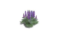 Realistic HD Large-leaved lupine (6/18) trees, tree, plant, plants, outdoor, foliage, nature, north-america, grassland, perennial
