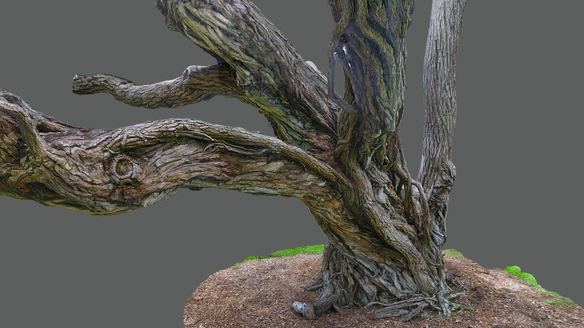 The base of an old tree with curving branches and aerial roots, rescanned with more photos to get more detail than the previous version. Wenderholm, Auckland, New Zealand. My 3D asset generated with photogrammetry software 3DF Zephyr v6.505 processing 388 images - Pohutukawa tree 8 rescan - Download Free 3D model by b_nealie 3d model