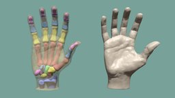 Bones of the hand skeleton, anatomy, ecorche, hand