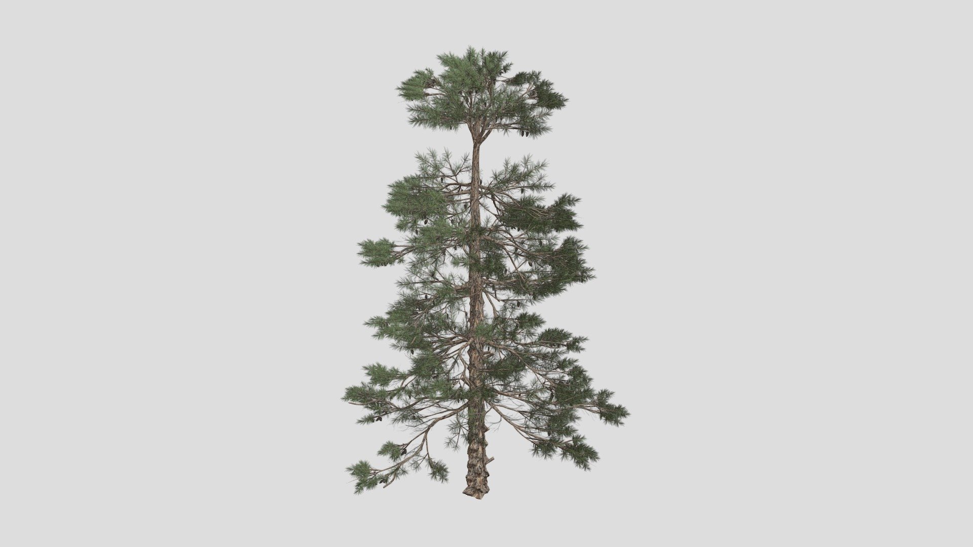 Features:




Vray &amp; Corona Render Engine Ready

OBJ &amp; Max Format

3DS Max 2015

Optimized

Clean Topology

Up to 99% Quad

Unwrapped Overlapping

Real-World Scale

Transformed into zero

Grouped

Objects Named

Materials Named

Up to 4K Textures map
 - Huangshan Pine Tree 02 - Buy Royalty Free 3D model by DATEC_Studio 3d model