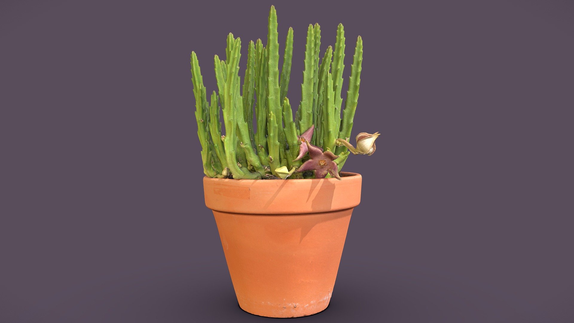 Stapelia divaricata

Model includes 8k diffuse map, 4k normal map, 4k ambient occlusion map, 4k gloss map, 4k specular map and additional lowpoly (about 45k) version of the plant.

Processed with Metashape + Blender + Gimp - Starfish flower - Buy Royalty Free 3D model by Lassi Kaukonen (@thesidekick) 3d model