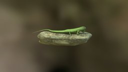 Iguana lizard, lagarto, iguana, animal