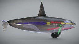 CG Skeleton of the Killer whale