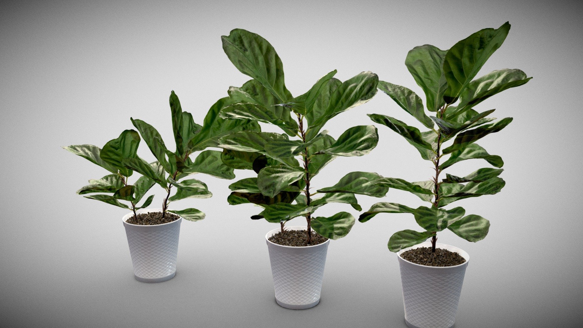 Fiddle leaf fig plants (5 plants) in 3 nice pots with a geometric accent.

The leaf was 3d scanned, baked to a clean mesh, and variations created. 

These plants have become popular as decor for home and office.

Large leaves witha unique shape make this variety beautiful.

TIF with alpha included
Normal map for leaf included, detailed stems and soil.

Perfect for any scene.

Download it for Personal and commercial use - Plant- Fiddle Leaf Fig-HD - Buy Royalty Free 3D model by rdashkevicz 3d model