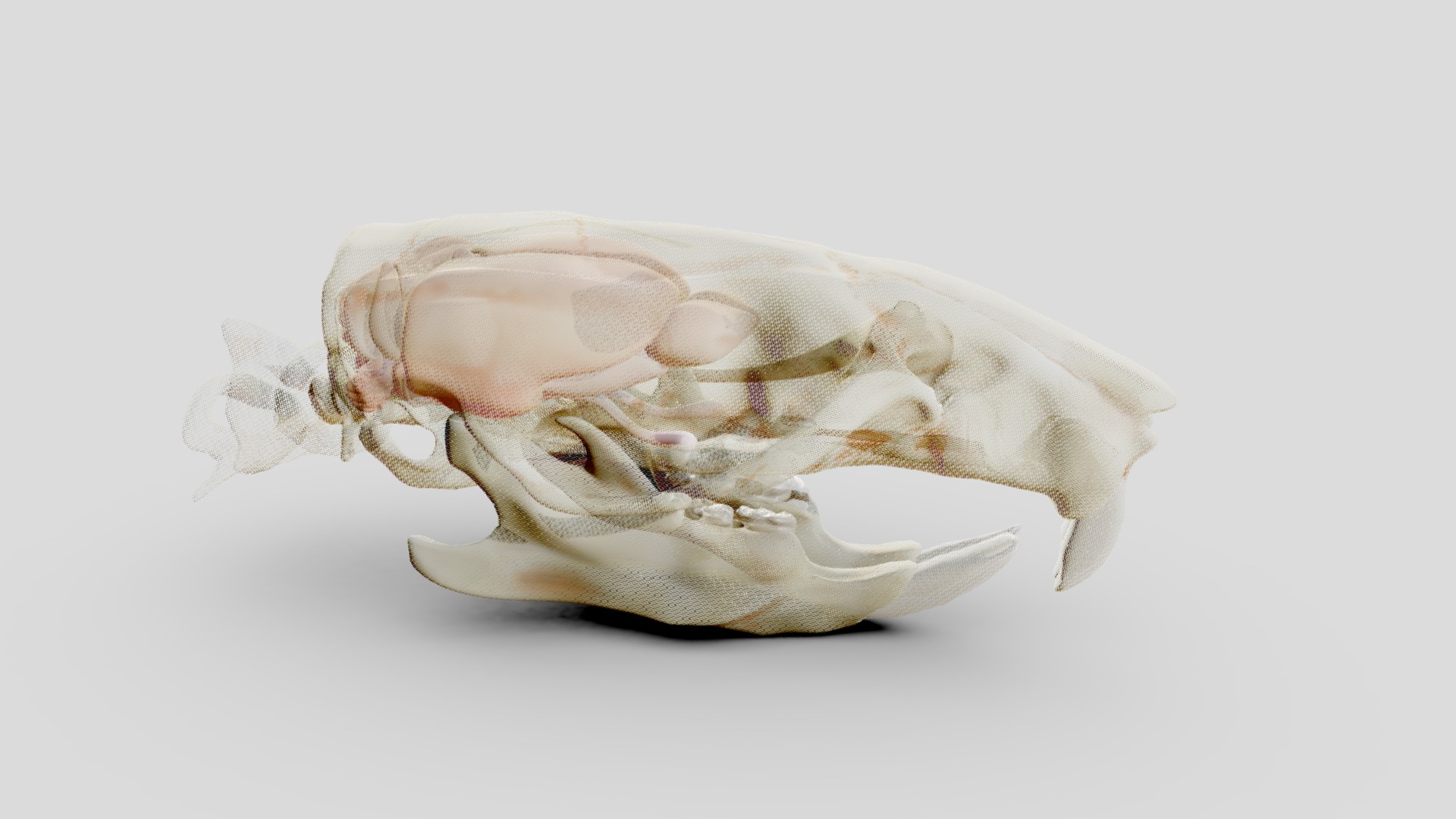 skull and brains - 3D model by Mieke Roth (@miekeroth) 3d model