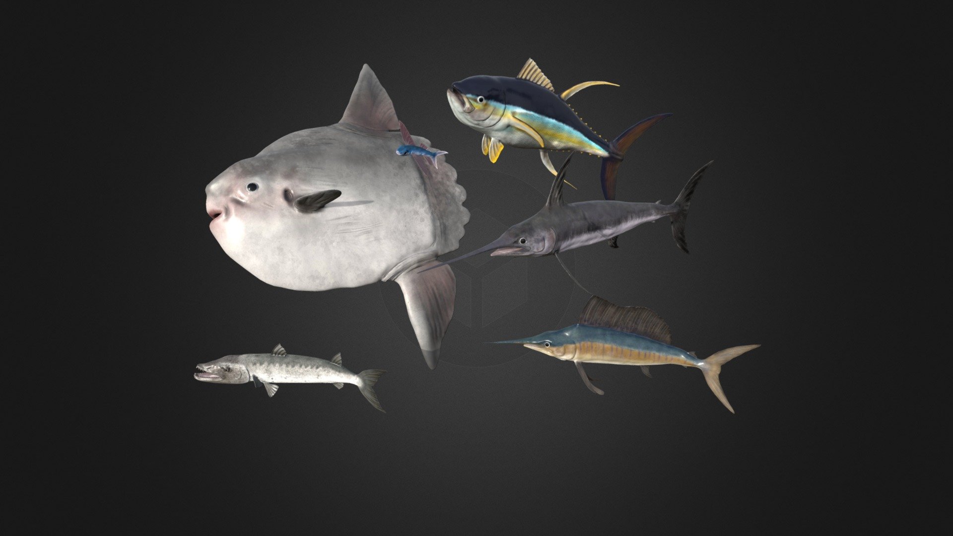 This asset has sea fish pack

Polygon count of :




Barracuda 19600 tris (4100 tris mobile version)

Flying fish 18400 tris (4000 tris mobile version)

Sailfish 17800 tris (3800 tris mobile version)

Swordfish 13750 tris  (3350 tris mobile version)

Sunfish 11950 tris (3300 tris mobile version)

Tuna 15350 tris  (3350 tris mobile version)

All model have 4 LODs.

Texture dimensions: 2048*2048.

You can view each model separately using the links below.
* Barracuda
* Flying fish
* Sailfish 
* Swordfish
* Sunfish 
* Tuna

If you have any questions, please contact us by mail: Chester9292@mail.ru - Sea fish pack - Buy Royalty Free 3D model by Darina3D 3d model