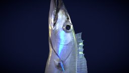 Cut lassfish(Trichiurus lepturus) fish, animals, seafish, unity, creature, animation, sea