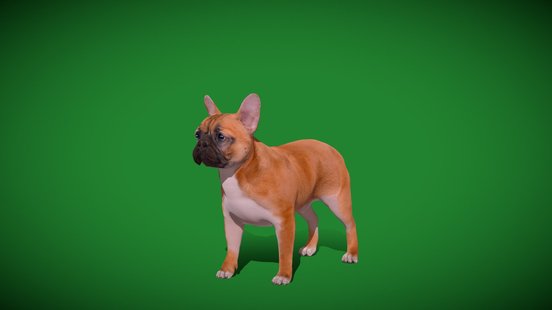 French Bulldog Breed (Bouledogue Français)companion dog,toy dog,Pet,Cute 

Canis Lupis Animal Mammal (cross-breeding)Canine,French Breed

1 Draw Calls

MidPoly

Game Ready (Character)

Subdivision Surface Ready

11- Animations 

4K PBR Textures 1 Material

Unreal/Unity FBX 

Blend File 3.6.5 LTS / 4 Plus

USDZ File (AR Ready). Real Scale Dimension (Xcode ,Reality Composer, Keynote Ready)

Textures Files

GLB File (Unreal 5.1 Plus Native Support,Gadot)


Gltf File ( Spark AR, Lens Studio(SnapChat) , Effector(Tiktok) , Spline, Play Canvas,Omiverse ) Compatible




Triangles -18455



Faces -9849

Edges -19396

Vertices -9603

Diffuse, Metallic, Roughness , Normal Map ,Specular Map,AO


The French Bulldog, French: Bouledogue Français, is a French breed of companion dog or toy dog. It appeared in Paris in the mid-nineteenth century, apparently the result of cross-breeding of Toy Bulldogs imported from England and local Parisian ratters 3d model