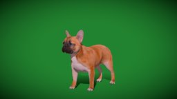 French Bulldog Breed (Game Ready) companion, cute, french, dog, pet, animals, creatures, mammal, bulldog, ar, wrinkles, nature, canine, game-ready, animations, game-asset, francais, bouledogue, small-dog, nyi, nyilonelycompany, noai, toy-dog, anyimals, french-breed, canis-lupis, french_bulldog, cross-breeding