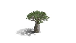 Realistic HD African continental baobab (17/20)