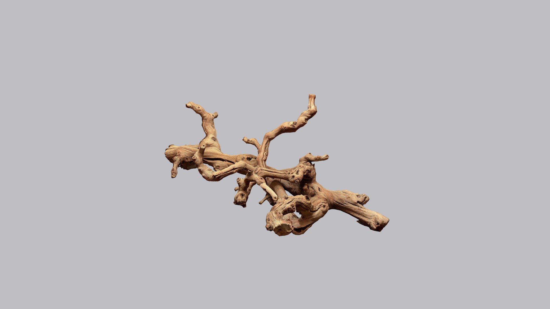 A decorative piece of knotted drift wood 

Created with Polycam - Knotted Drift Wood - Buy Royalty Free 3D model by Studious Studios (@Studious) 3d model
