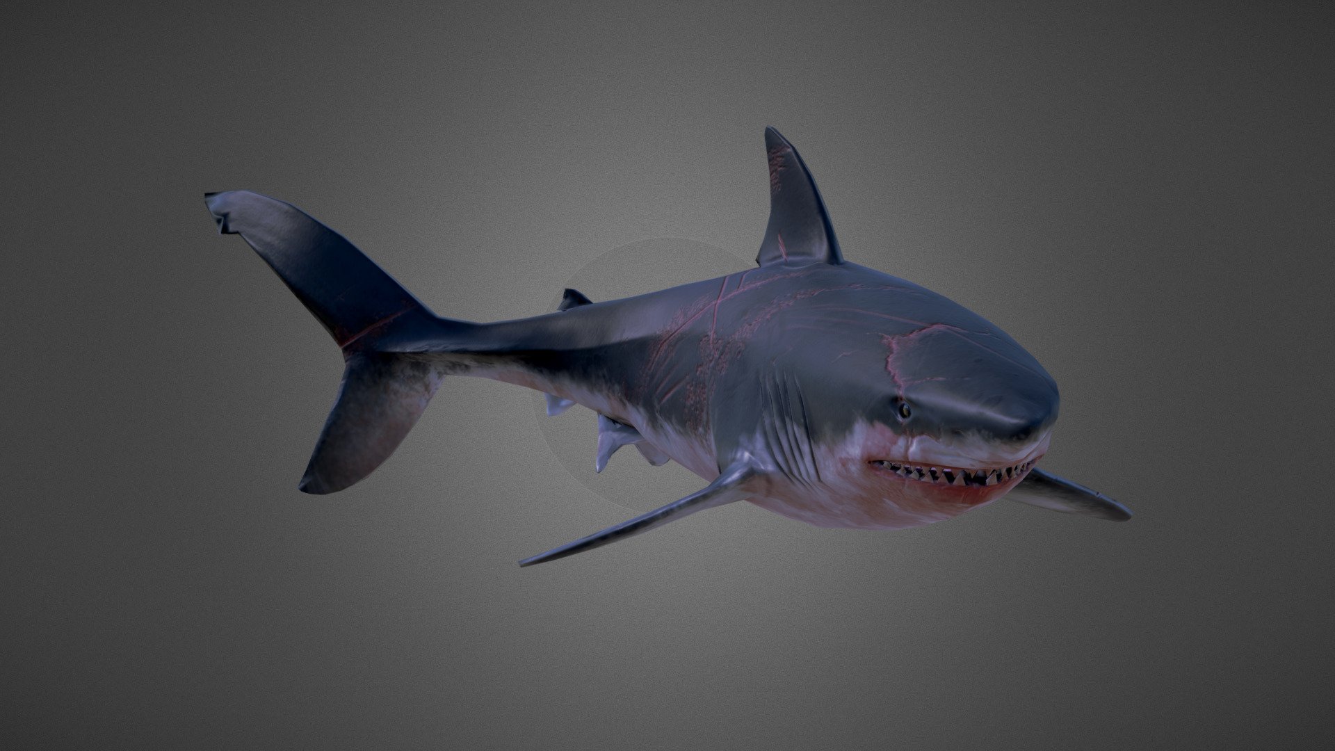 A game-ready shark as part of my graduation project at Information Technology Institue (ITI).
Sculpted in ZBrush, textured inSubstance Painter &amp; rigged in Maya.
The shark is one of the enemies in Blue Age a post-apocalyptic survival game, in world submerged under water.
For more Blue Age related art please check the talented artist Sarah's work:
https://sketchfab.com/Sarah.El.Sergany
Animated in Maya by: Aya ElSergany 3d model