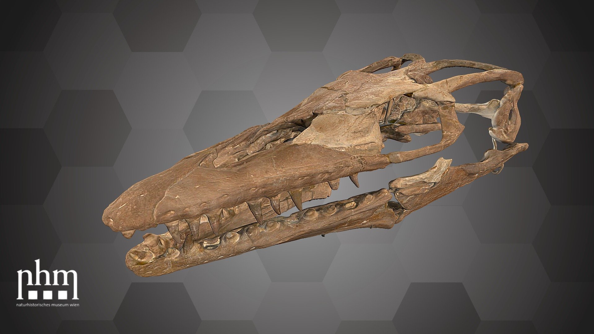 3D scan of a skull and mandible of the mosasaurid Platecarpus coryphaeus. He was an aquatic predator during the late Cretaceous, living about 81–85 million years ago. Mosasaurids are members of the order Squamata and are therefore relatives of lizards and snakes. Fossils of Platecarpus are found predominantly in North America, but were perhaps also occurring in Europe, Africa &amp; New Zealand.

This skull of Platecarpus coryphaeus  will be on display in the upcoming exhibition &ldquo;CineSaurs