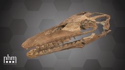 Platecarpus coryphaeus (NHMW-Geo 1911/0006/0026) 3dscanning, artec, museum, fossil, extinct, vienna, wien, skull, 3dscan, dinosaur, dino, nhmvienna, nhmw, naturhistorisches, mosasauria