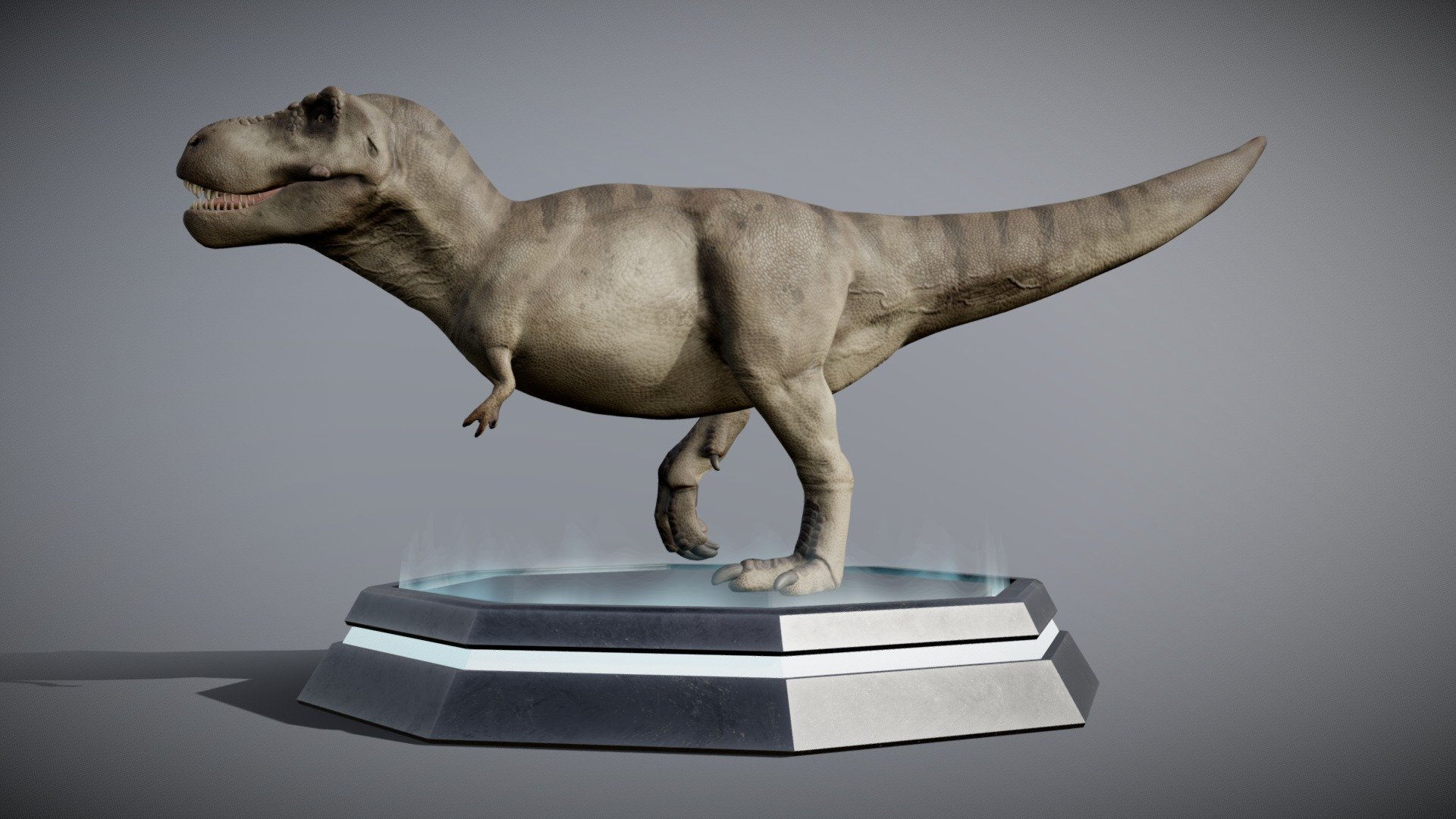 This Trex was sculpted in zbrush, textured in Substance Painter and Photoshop, rigged and animated in blender. Textures png 4096x4096.

Tyrannosaurus is a genus of large theropod dinosaur. The species Tyrannosaurus rex (rex meaning king in Latin), often called T. rex or colloquially T-Rex, is one of the best represented theropods. Tyrannosaurus lived throughout what is now western North America, on what was then an island continent known as Laramidia. Tyrannosaurus had a much wider range than other tyrannosaurids. Fossils are found in a variety of rock formations dating to the Maastrichtian age of the Upper Cretaceous period, 68 to 66 million years ago. It was the last known member of the tyrannosaurids and among the last non-avian dinosaurs to exist before the Cretaceous–Paleogene extinction event 3d model