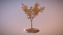 Eberesche 8 Meter Herbst tree, baum, game-ready, herbst, vis-all-3d, lowpoly