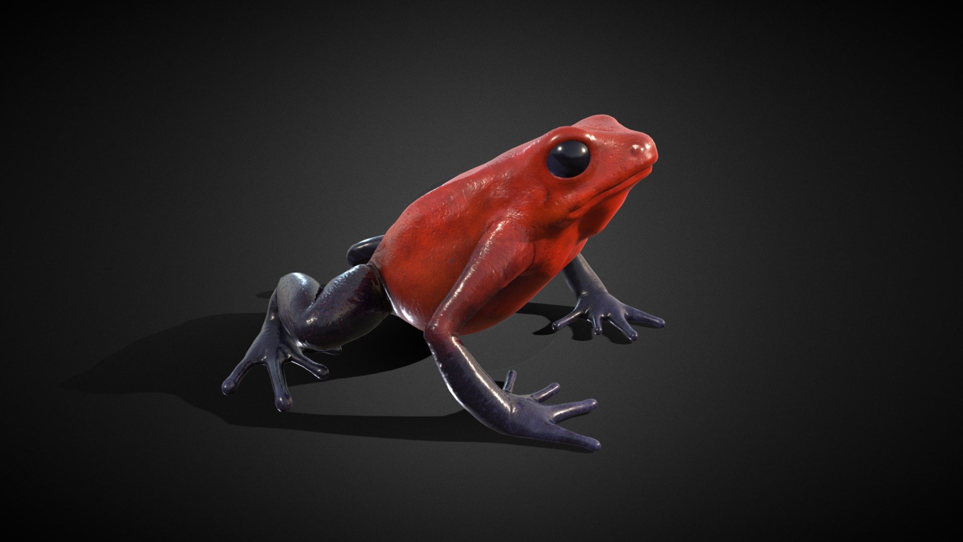 3D Model -The strawberry poison frog, Oophaga pumilio




4k Textures

PBR Materials

Rig In Blender Ready for animation &ndash; 1 Idle animation

Blender file attachments 3d model