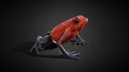 Strawberry Poison Dart Frog 3D, Low Poly poisonfrog, poisonfrog3d, strawberrypoisonfrog
