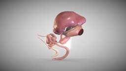 Fetal digestive system week Eight liver, fetus, stomach, embryo, digestive, pancrease