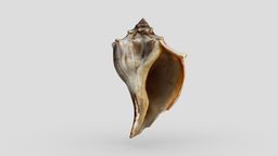 Knobbed Whelk snail, sea-snail, sketchfabweeklychallenge, photogrammetry, 3dscan, metascan, knobbed-whelk, shelk