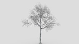 White Birch Tree-ST-34 3d-model, 3d, lowpoly, whitebirch, asma3d, 3dlowpolywhitebirch, 3dbirch, 3d-whitetree