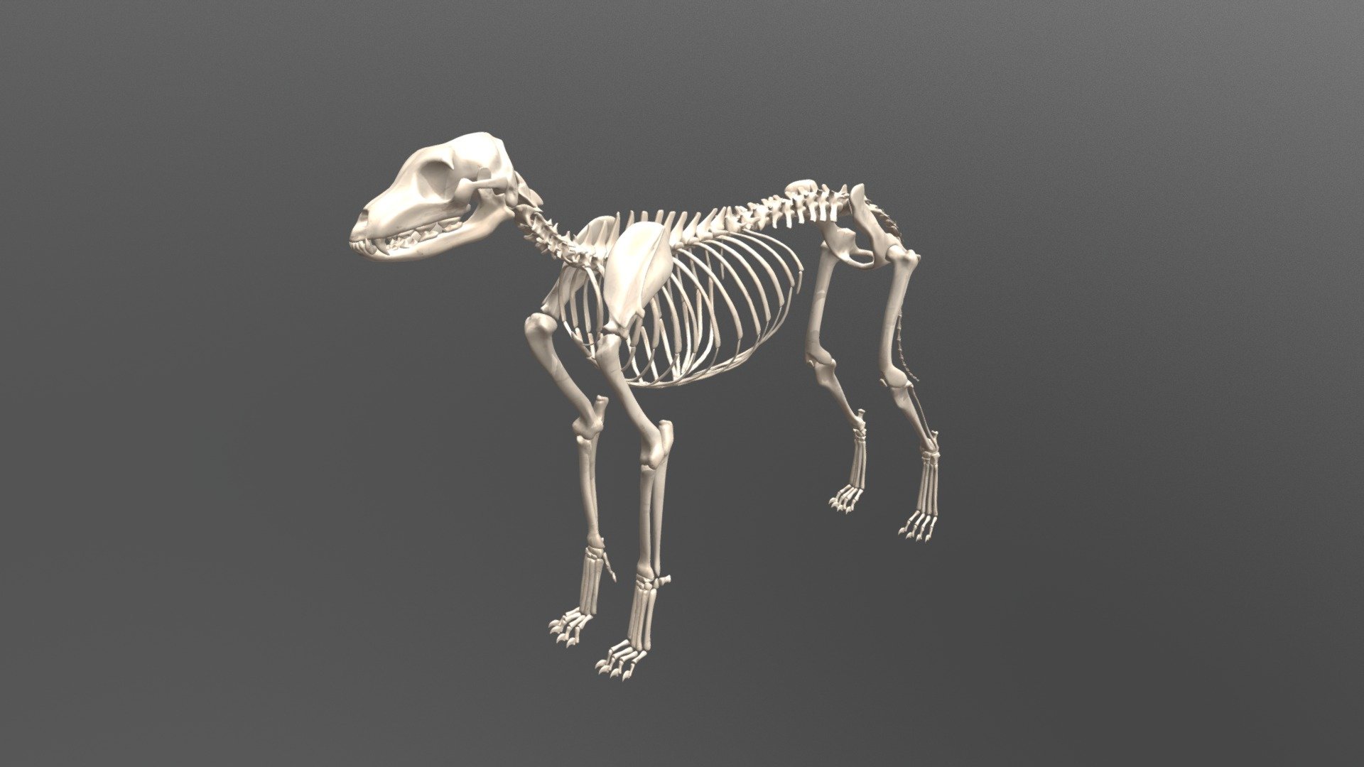 Anatomically based dog skeleton is a part of X-Muscle System distributed as an X-Muscle System Anatomy Bundle  -link removed- - Dog Skeleton - 3D model by karab44 3d model