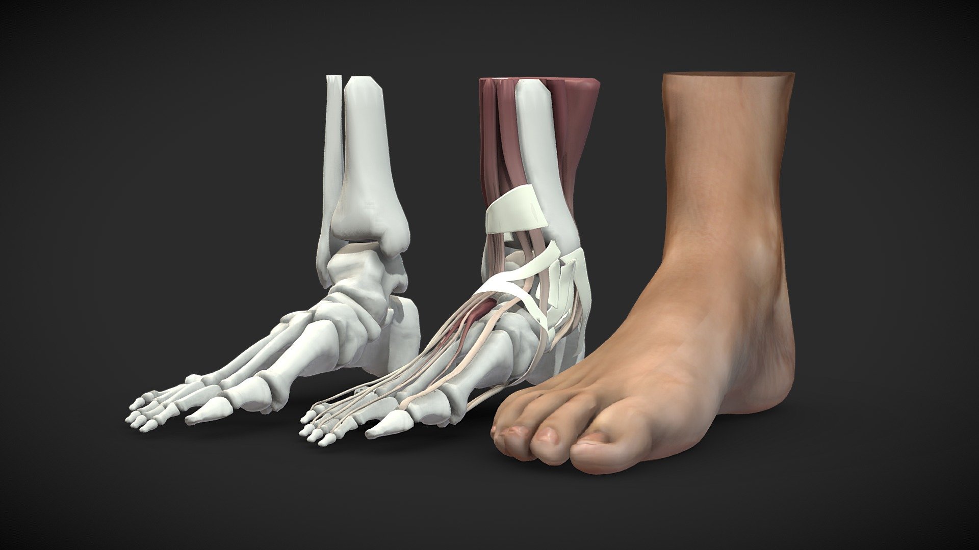 Female human foot anatomy



Anatomy of the human (Homo sapiens) foot.
Bones + myology + scanned foot 3d model