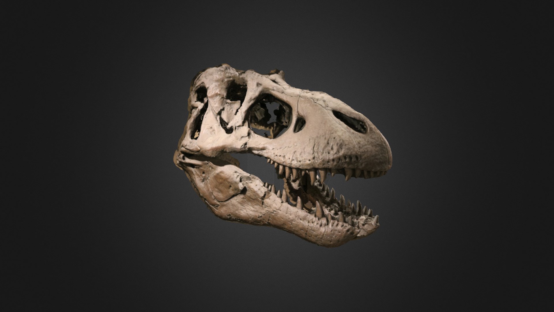 Specimen is an artificial cast of a Tyrannosaurus rex skull on display at the Museum of the Earth, Ithaca, New York. Model by Emily Hauf 3d model