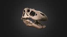 Vertebrate: Tyrannosaurus rex skull (MOTE) t-rex, cast, fossil, paleontology, theropod, tyrannosaurus, dinosaur