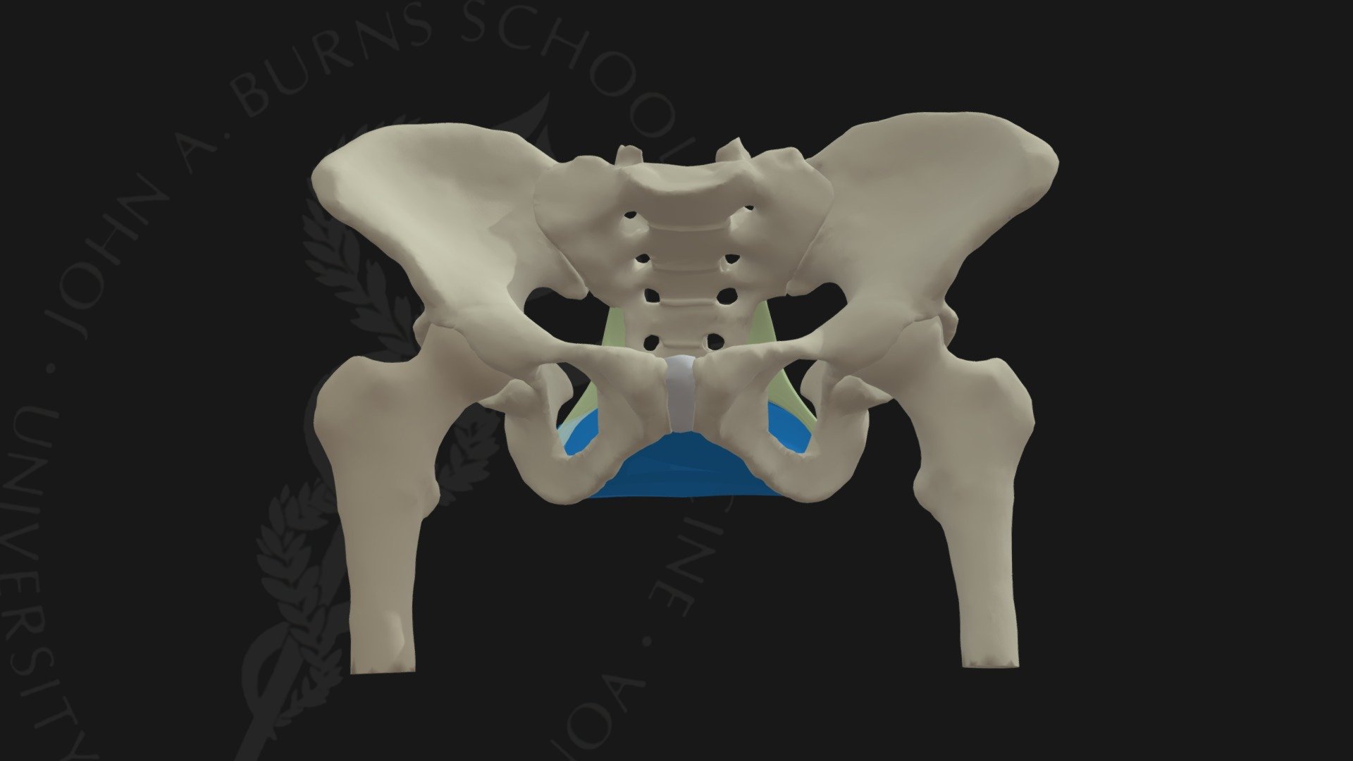 The perineum is defined as the entire pelvic outlet.  It is a roughly diamond shaped space formed be the pubis anteriorly, the ischial rami bilaterally, the ischial tuberosities and then posteriorly by the coccyx and bilaterally by the sacrotuberous ligaments.  By drawing a line between the ischial tuerosities bilaterally, the perineum is subdivided into an anteirorly placed urogenital triangle and a posteriorly positioned anal triangle.  The urogenital triangle is subdivided into a deep pouch that contains the urogenital diaphragm with its conspicuous inferior fasica called the perineal membrane and the superficial pouch including the erectile tissues and associated muscles as well as the urethra, glands, and lower portion of the vagina in the female 3d model