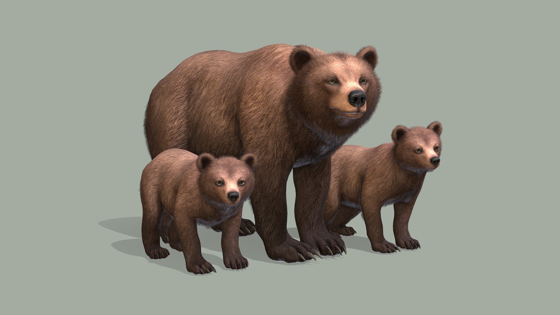 All files with animations are in the attached archive.

The attached archive contains:

Bear Male

Bear Female

Bear Cub

If you have any questions, write to me by mail 3d model