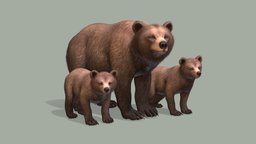 Bear bear, forest, wild, brown, grizzly, cub, noai